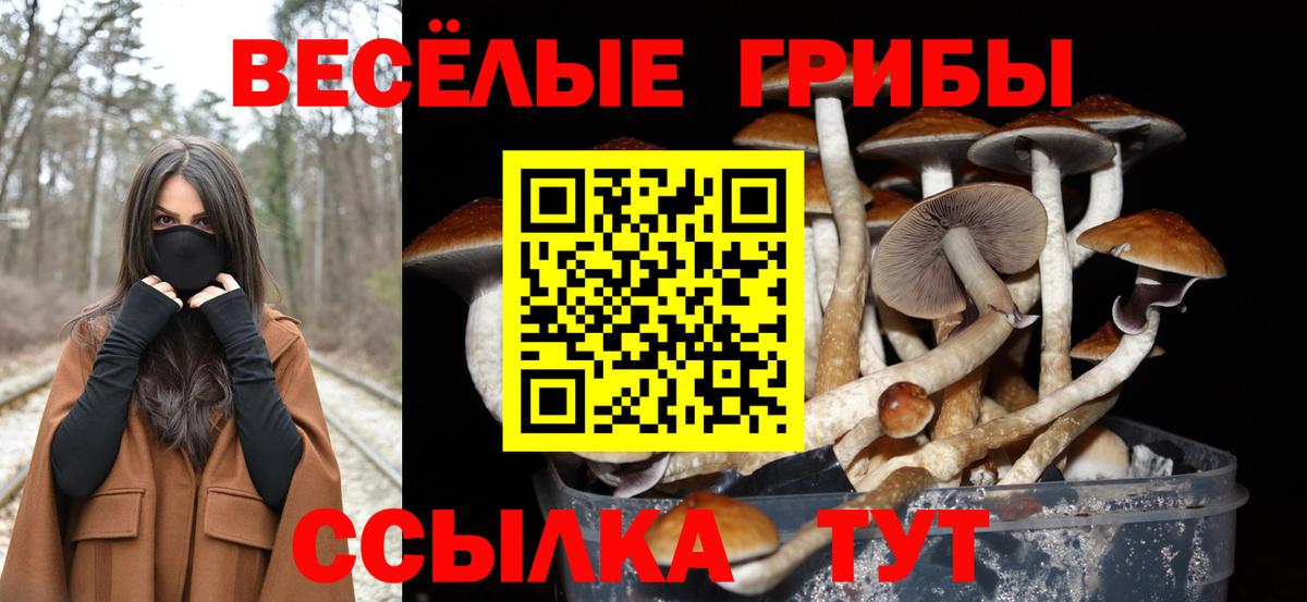 Елабуга  Псилоцибиновые грибы MAGIC MUSHROOMS  Псилоцибиновые грибы мухоморы  Вход с VPN 